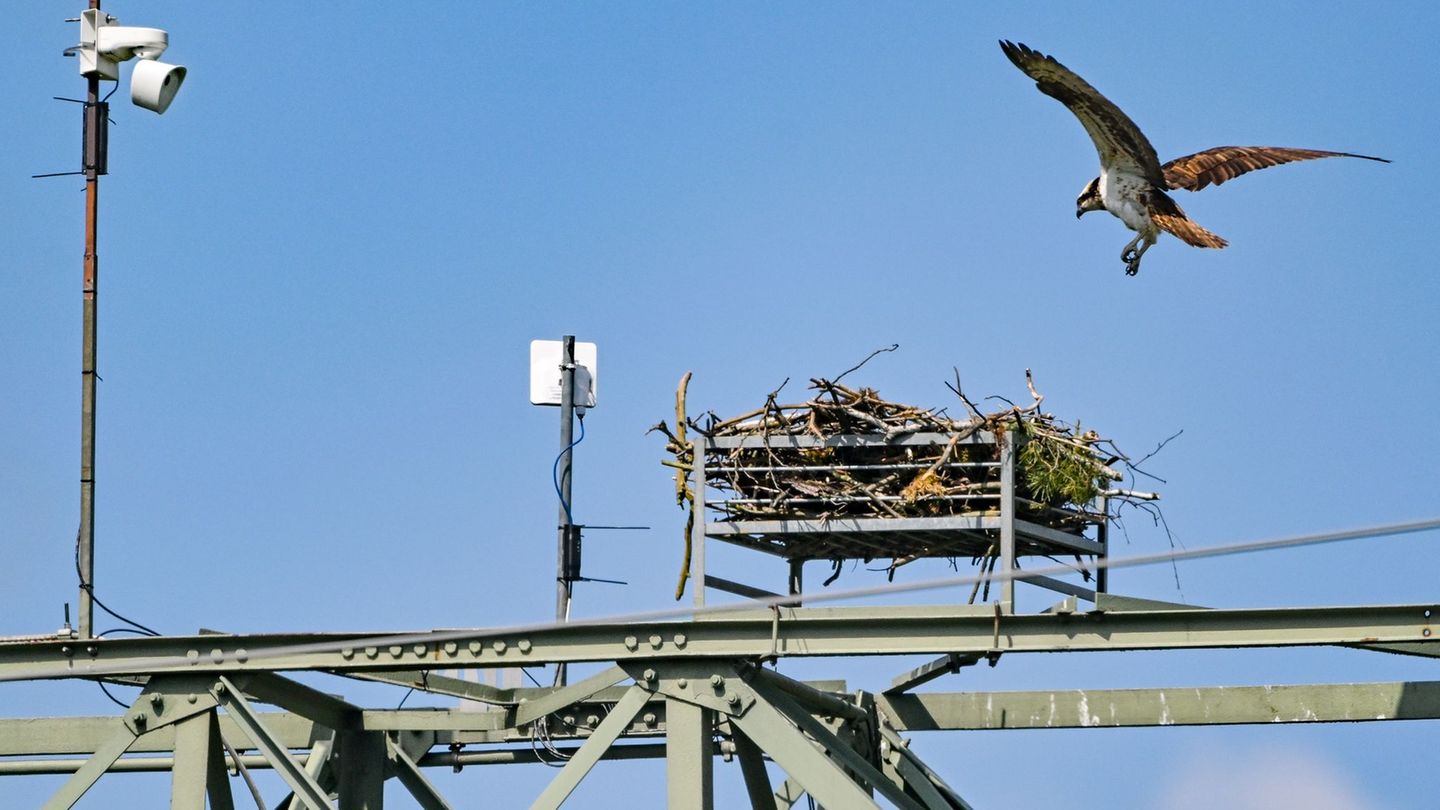 Fischadler fliegen das Nest in Sielmanns Naturlandschaft Groß Schauener Seen an - aber auch Rotmilane dürften laut den Naturschu
