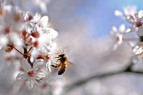 Für den Menschen ist die Amerikanische Faulbrut ungefährlich, sie kann jedoch Bienenvölker innerhalb kurzer Zeit auslöschen. (Sy