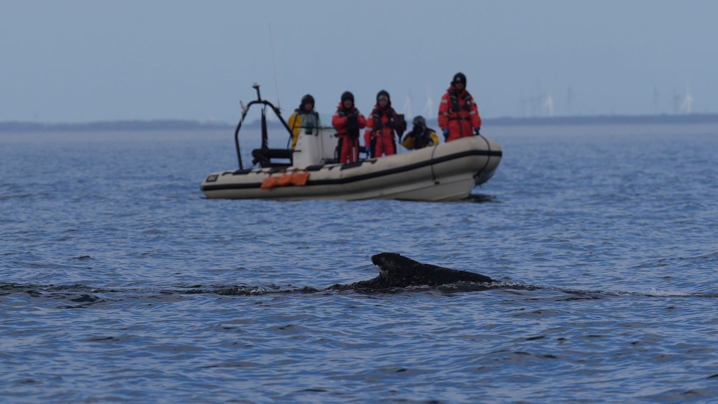 Nach der überraschenden Rettung des Wals vor Timmendorfer Strand begleiteten Mitglieder der Meeresschutzorganisation sowie von G