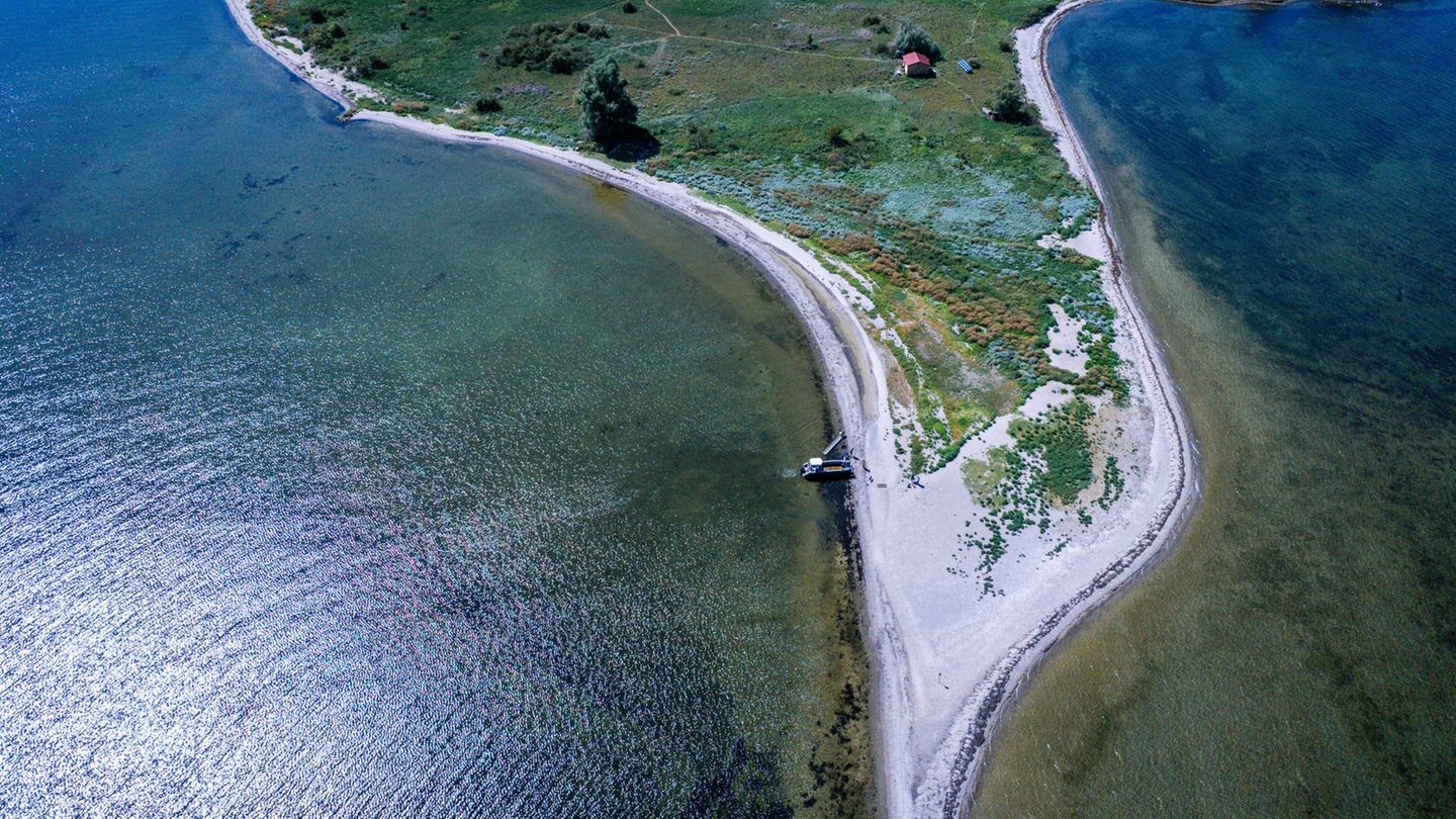 Gestrandeter Wal vor Wismar: Insel Walfisch