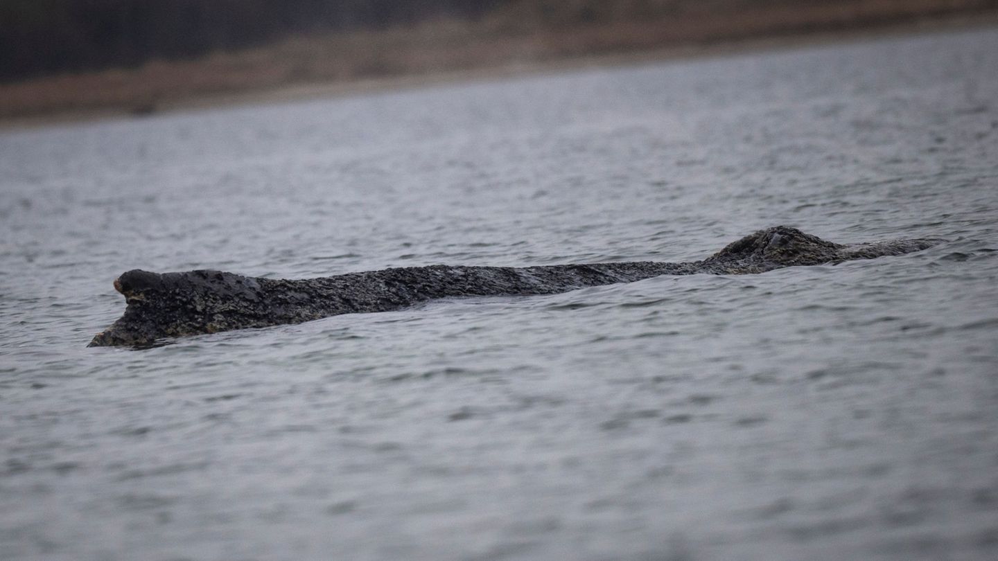 Gestrandeter Wal in Ostsee: Buckelwal schwimmt wieder - Steigender Wasserstand hilft