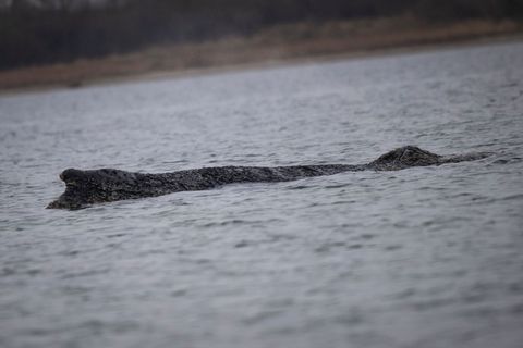 Der Wal ist in der Nacht zu Sonntag erneut von der Sandbank freigekommen. Foto: Philip Dulian/dpa