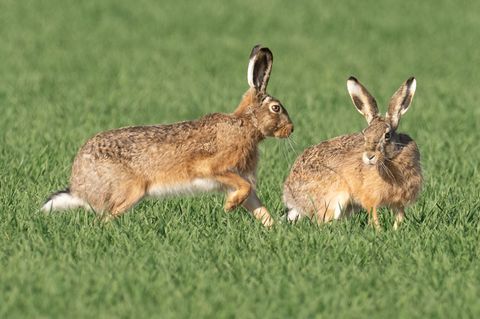 Den Feldhasen in NRW geht es gut. (Symbolbild) Foto: Boris Roessler/dpa