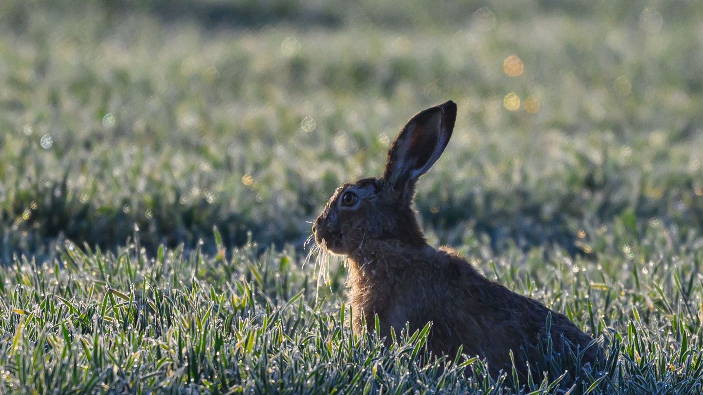 Bei den Brandenburger Feldhasen wurden im vergangenen Herbst etwas mehr Hasen gezählt als im Frühjahr. (Symbolbild) Foto: Patric