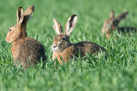 Den größten Hasenbestand im Südwesten verzeichnet die badische Rheinebene. (Archivbild) Foto: Boris Roessler/dpa