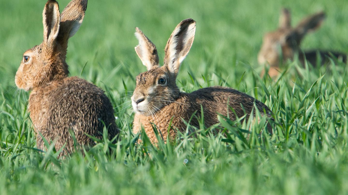 Den größten Hasenbestand im Südwesten verzeichnet die badische Rheinebene. (Archivbild) Foto: Boris Roessler/dpa
