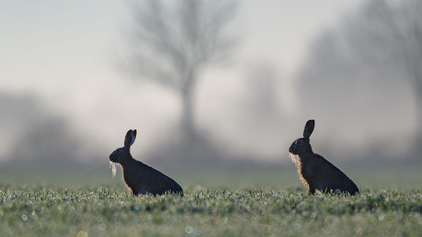 Tiere: Immer mehr Feldhasen in Hamburg