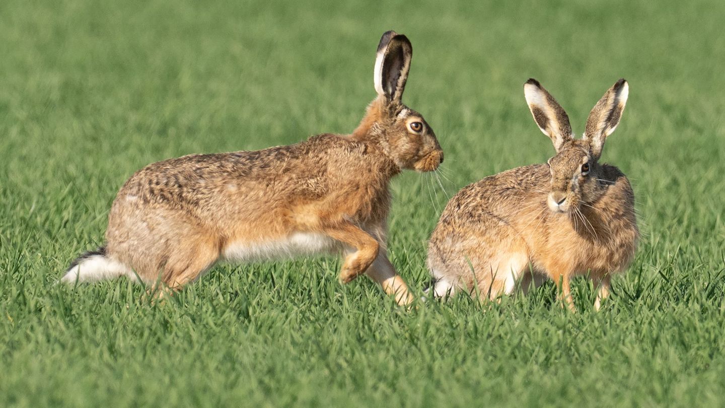 Umwelt: Feldhasen in Hessen geht es laut Jägerschaft gut