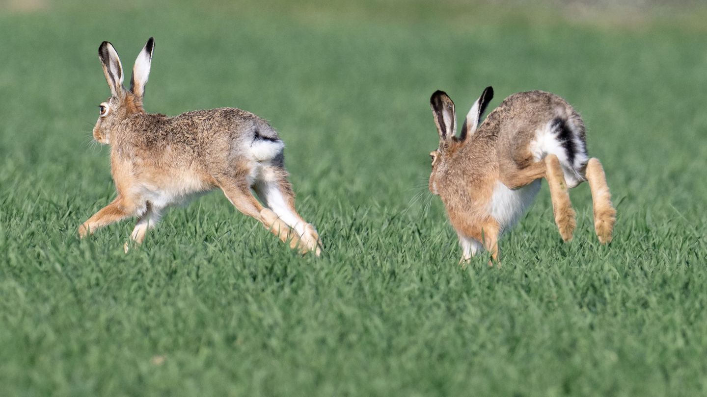 Umwelt: Der Feldhase – ein anpassungsfähiges Langohr