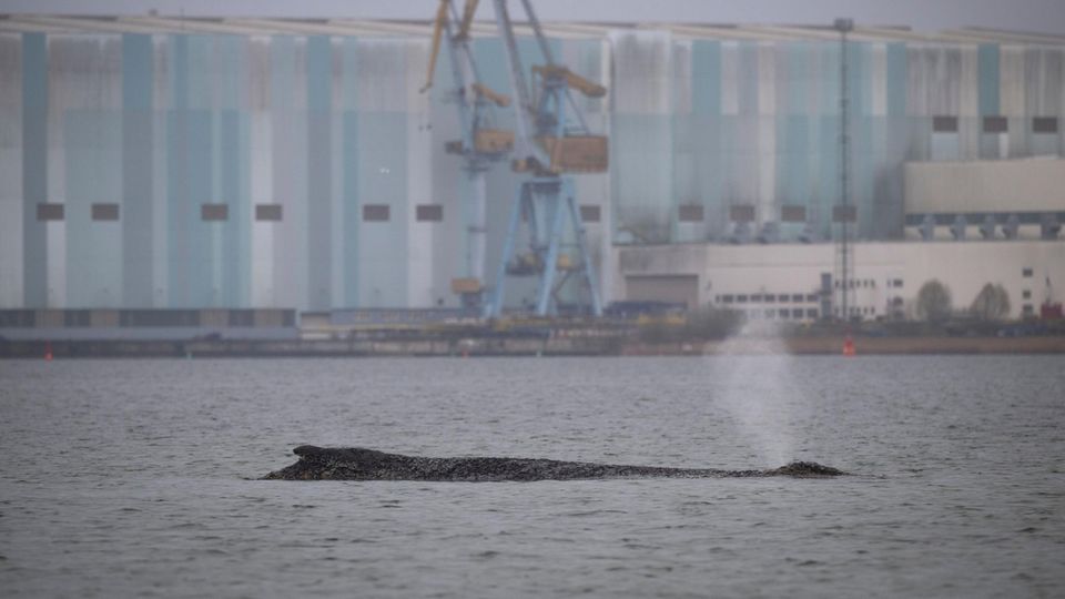 Verirrter Buckelwal in der Ostsee – wie geht es dem Jungtier?
