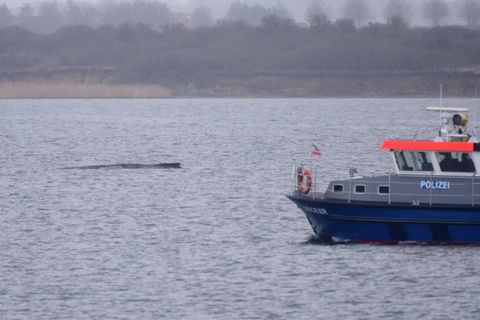 Buckelwal bei Wismar mit Polizeiboot
