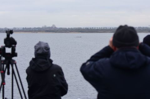 Der Walt liegt nur wenige Hundert Meter vom Festland entfernt. Foto: Daniel Bockwoldt/dpa