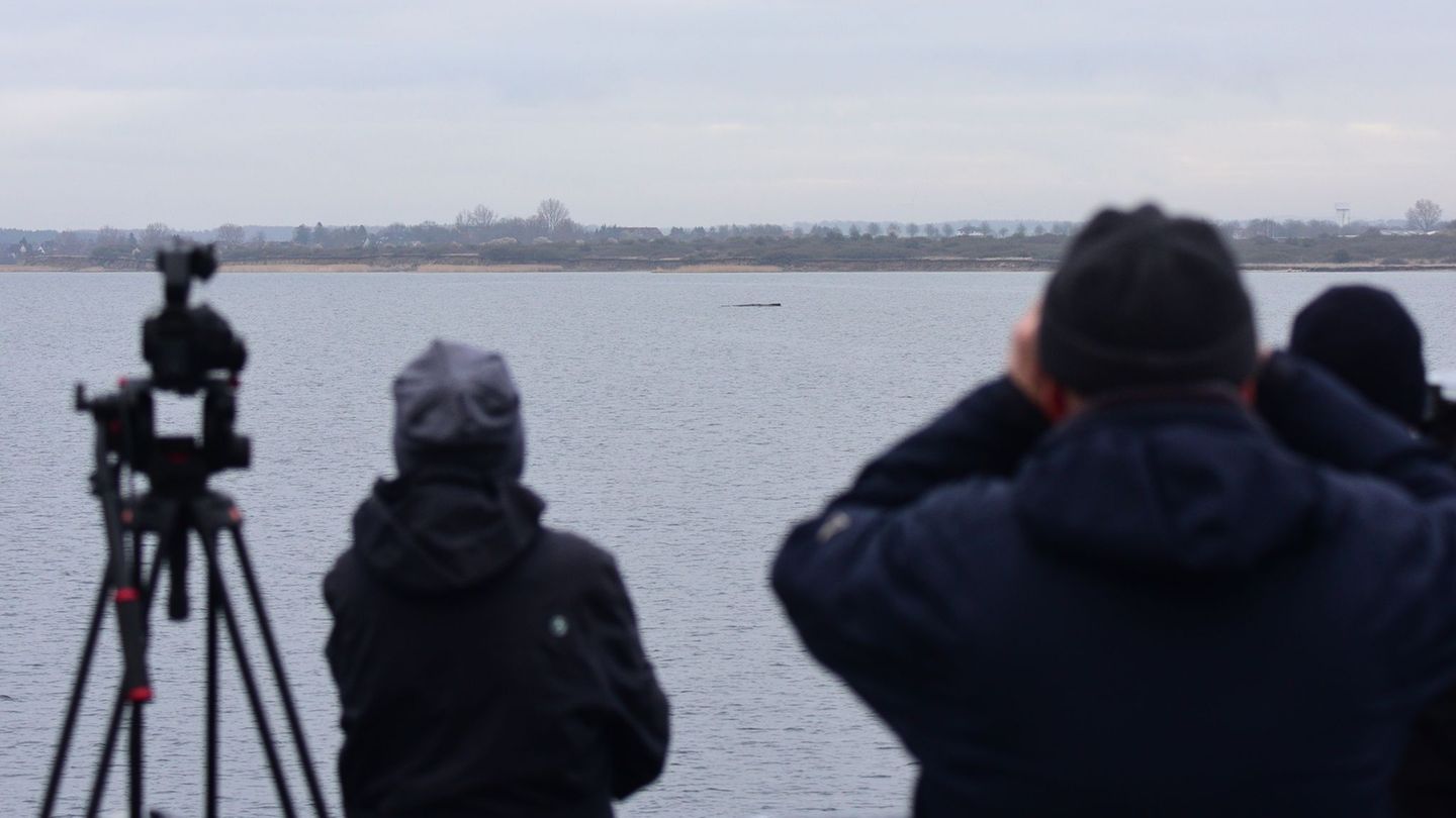 Der Walt liegt nur wenige Hundert Meter vom Festland entfernt. Foto: Daniel Bockwoldt/dpa