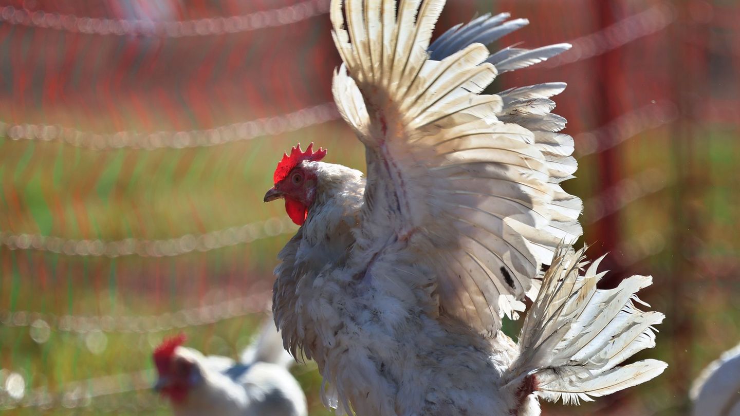 Feuer: Hühner retten sich aus einem brennenden Stall
