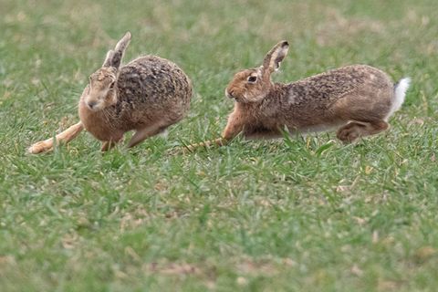 Zwei Feldhasen laufen über ein Feld. Meister Lampe breitet sich wieder in Deutschland aus – hat aber auch mit einer neuartigen K