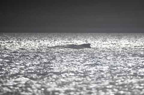 Der Buckelwal vor Wismar. Sonnenstrahlen glänzen auf dem Wasser. Inzwischen gibt es eine Sperrzone um ihn herum.