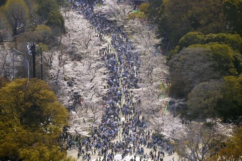 Tokio, Japan. Die Kirschblüte ist ein Ereignis, das fast alle Japaner im Frühjahr bewundern. Sie steht für die Schönheit und Vergänglichkeit des Lebens. Im Ueno Park in der Hauptstadt ziehen Tausende durch die Baum-Allee, um die blassrosa Pracht zu bewundern. Später wird dann ein Picknick abgehalten und gefeiert.
