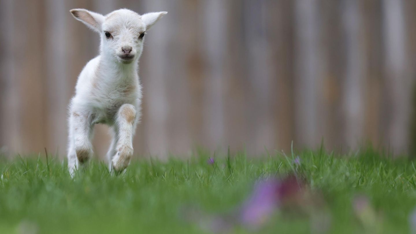 Dürmentingen, Deutschland. Die Osterlämmer sind da und voller Lebensfreude. Dieses Lämmchen aus Baden-Württemberg heißt Luisl. Ob es ein Lamm Gottes ist, wird sich noch erweisen.