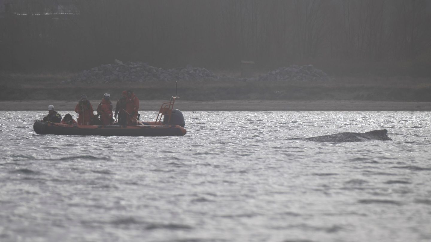Wal an der Ostseeküste: Buckelwal in Wismarbucht wird schwächer - Ruhe soll helfen