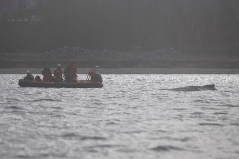 Der Wal soll jetzt in Ruhe gelassen werden - aber schafft er es aus eigener Kraft? Foto: Philip Dulian/dpa