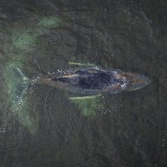 Der Buckelwal liegt noch immer in der Wismarbucht. Greenpeace machte diese Drohnenaufnahme