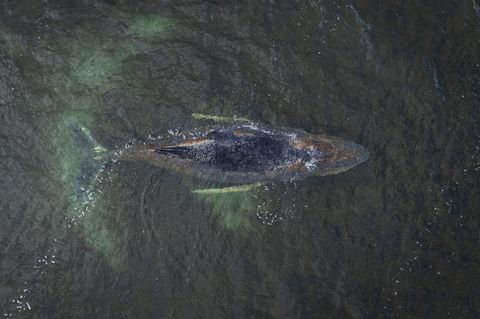 Der Buckelwal liegt noch immer in der Wismarbucht. Greenpeace machte diese Drohnenaufnahme
