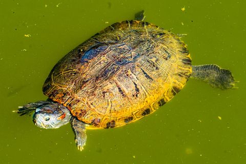 Eine Schildkröte in einem Teich (Archivbild)