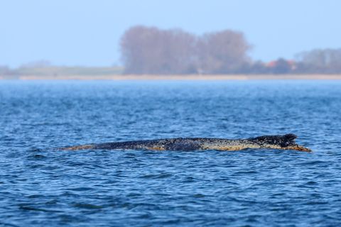 Der Buckelwal braucht Ruhe. Foto: Bodo Marks/dpa