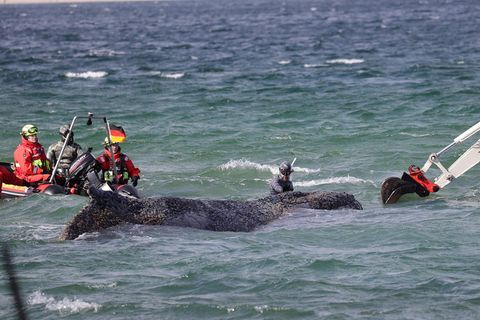 Timmy: Das Wal-Debakel von der Ostsee