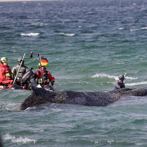 Timmy: Das Wal-Debakel von der Ostsee