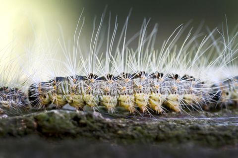 Auch in diesem Jahr bekämpfen Kommunen in Rheinland-Pfalz den Eichenprozessionsspinner. (Archivbild) Foto: Patrick Pleul/ZB/dpa