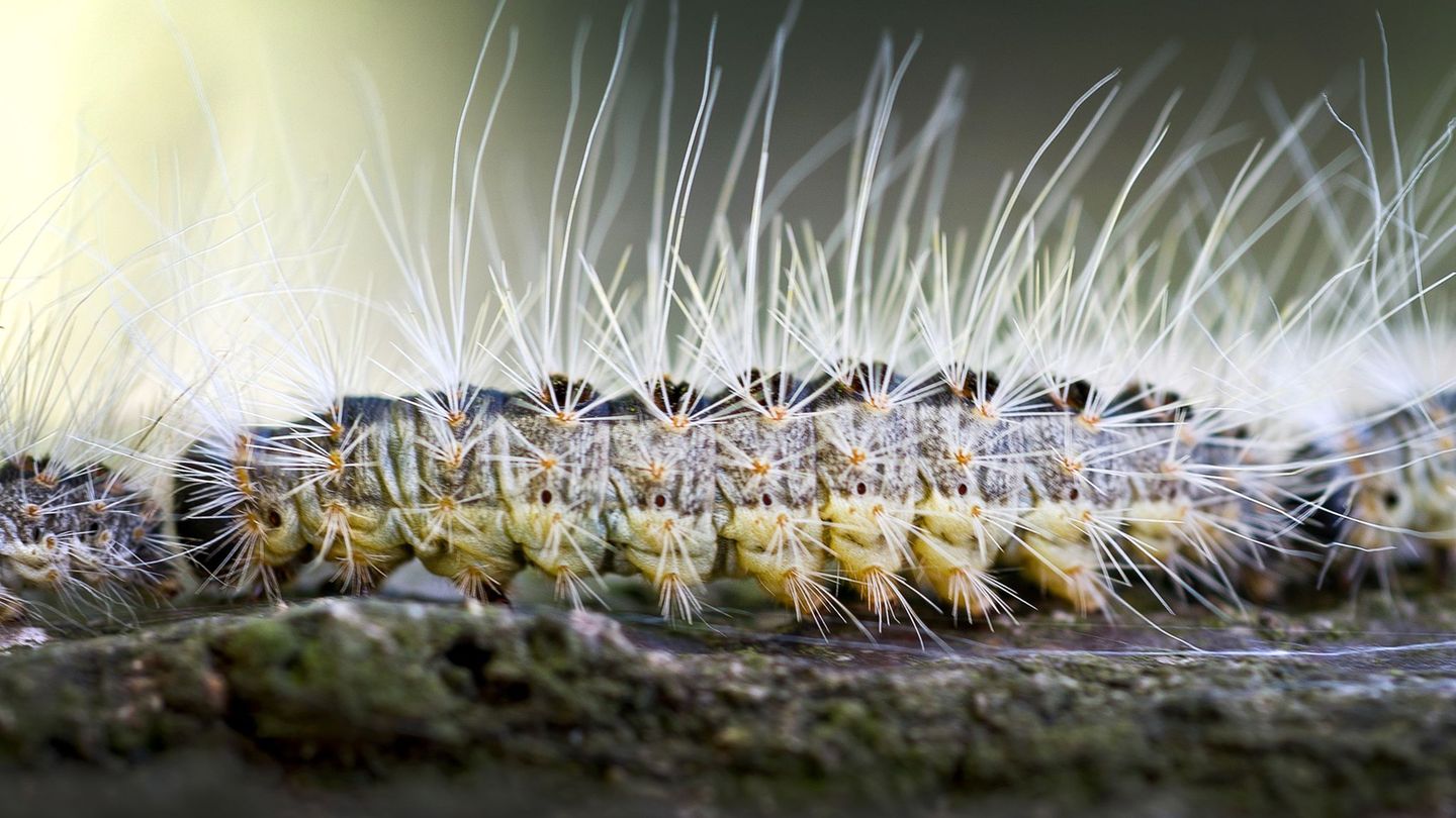 Schädling: Das tun die Kommunen gegen den Eichenprozessionsspinner