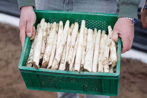 Durch den milden und sonnigen Frühling ist der Spargel schon relativ weit. (Archivbild) Foto: Friso Gentsch/dpa