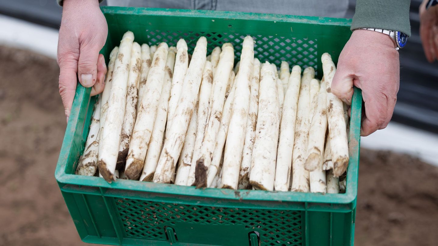 Durch den milden und sonnigen Frühling ist der Spargel schon relativ weit. (Archivbild) Foto: Friso Gentsch/dpa