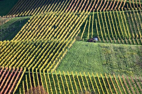 Weinreben in Kleinbottwar in Baden-Württemberg