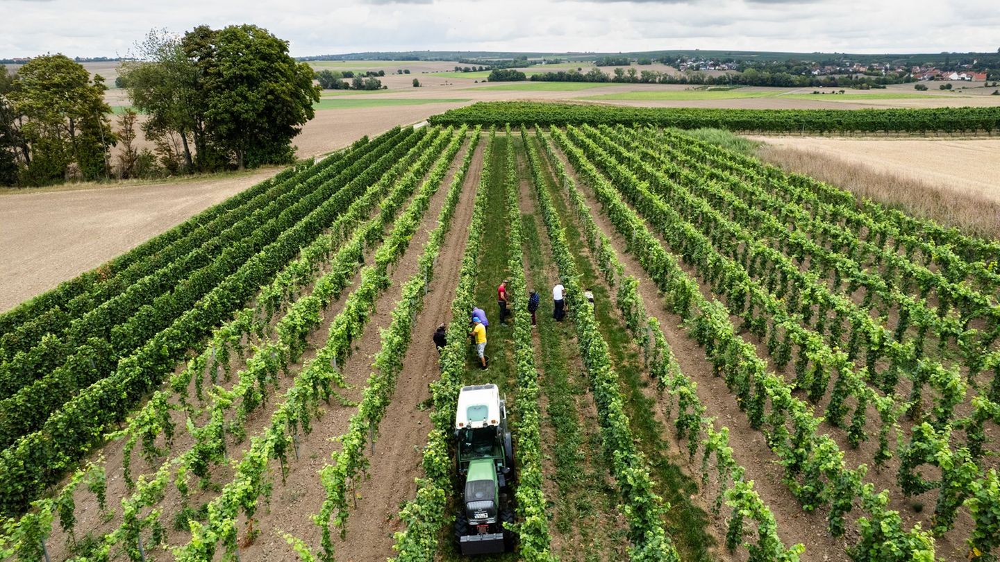 Trotz eines Rückgangs wegen des Wetters kommt fast die Hälfte des deutschen Weins aus Rheinhessen und der Pfalz. Foto: Lando Has