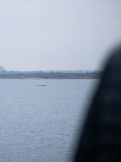 Buckelwal vor Wismar