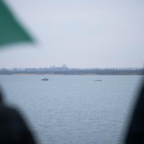 Buckelwal vor Wismar