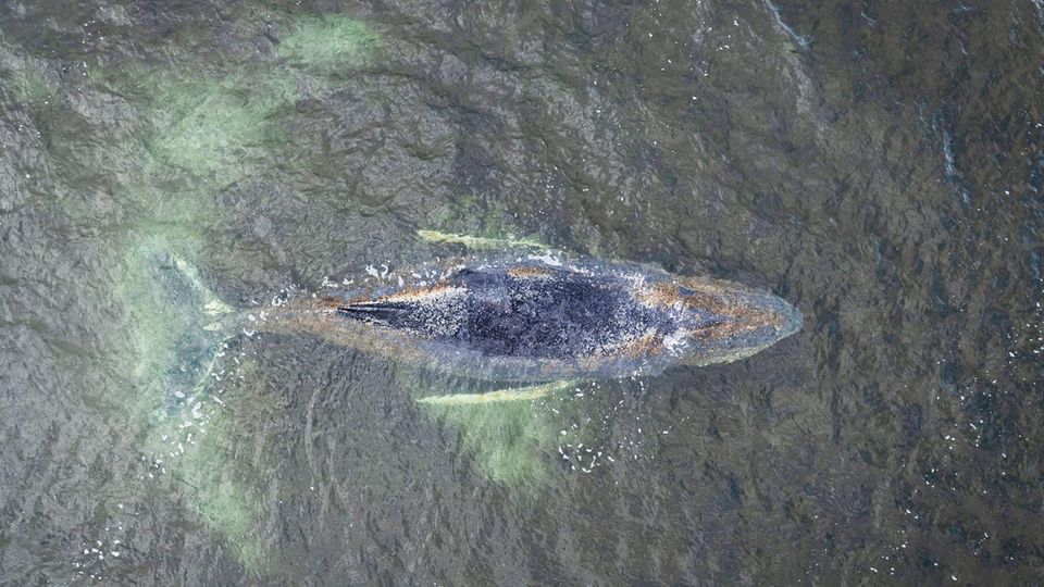 Kann sich der Buckelwal vor Wismar doch noch aus eigener Kraft befreien?