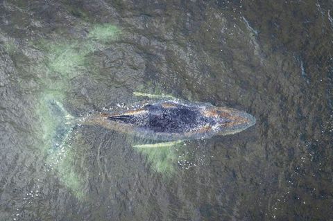 Kann sich der Buckelwal vor Wismar doch noch aus eigener Kraft befreien?