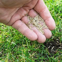 schnellkeimende Rasensamen