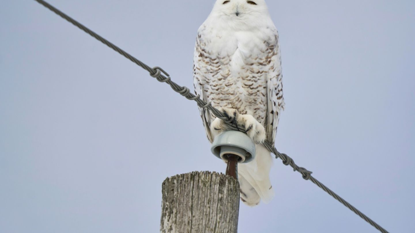 Schneeeule im kanadischen Ontario