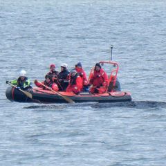 Der geschwächte Wal liegt weiterhin in der Wismarer Bucht