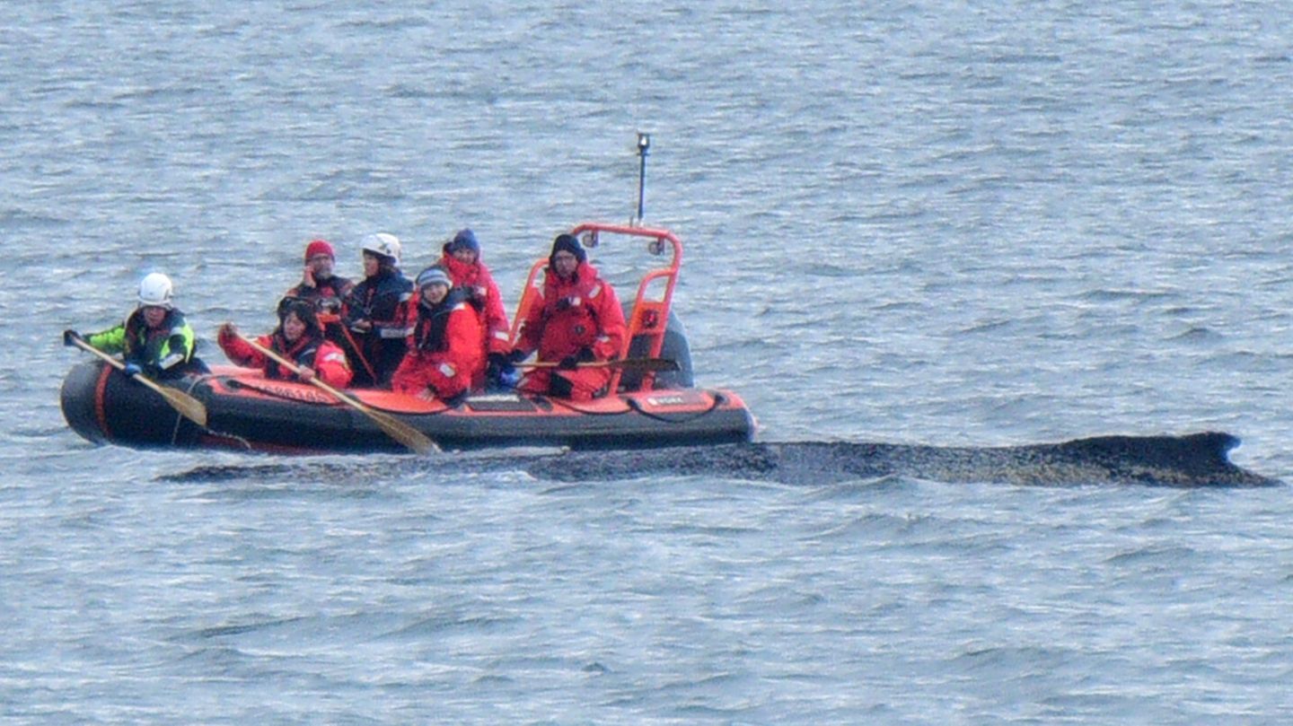 Der geschwächte Wal liegt weiterhin in der Wismarer Bucht