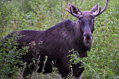 Elch Emil steht zwischen Büschen. Diese Aufnahme wurde im vergangenen September in Österreich gemacht. (Archivbild) Foto: Helmut