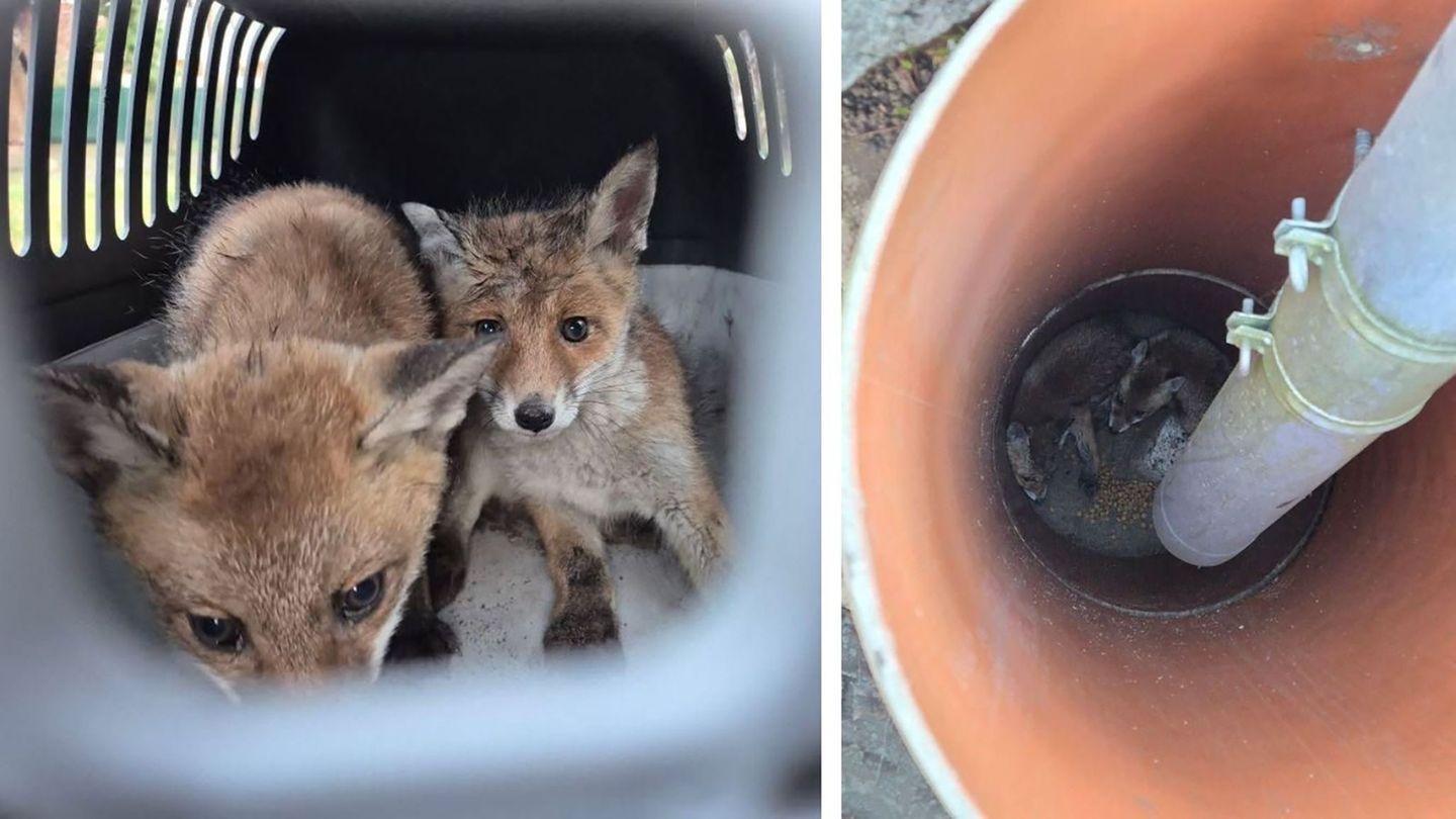 In Berlin gibt es Freiwillige, die sich um verletzte Füchse kümmern. Foto: -/Polizei Berlin/dpa