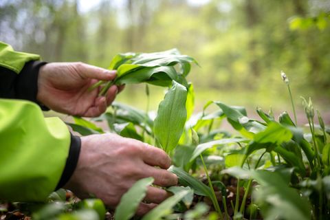 Arbeiter ernten Bärlauch in Öhringen - aber vom falschen Grundstück. (Symbolbild) Foto: Sina Schuldt/dpa