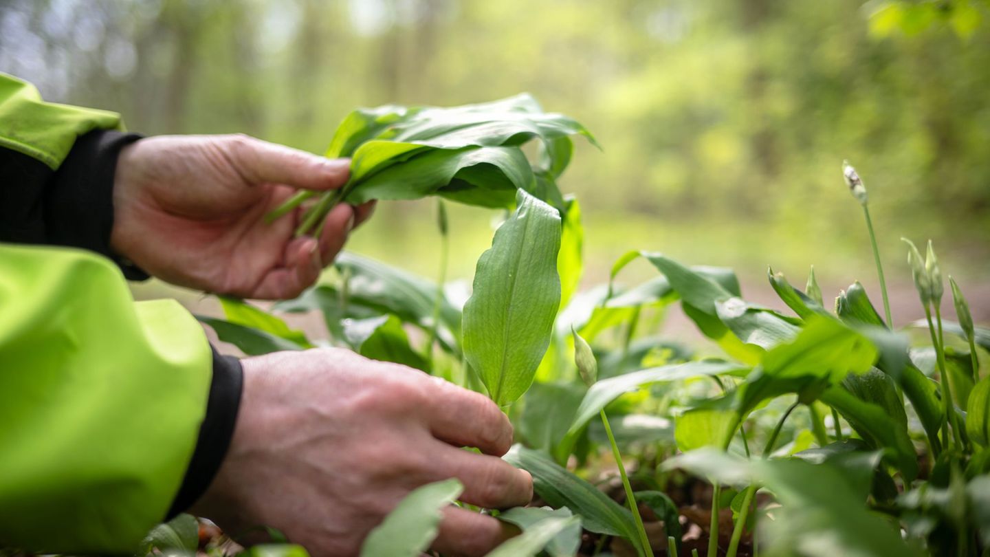 Arbeiter ernten Bärlauch in Öhringen - aber vom falschen Grundstück. (Symbolbild) Foto: Sina Schuldt/dpa