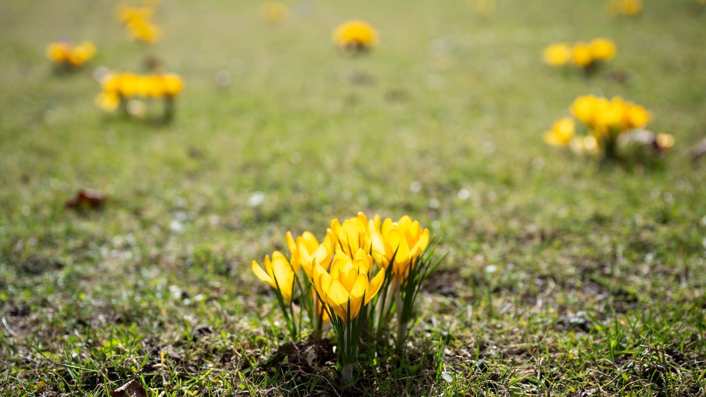 Rückblick: März in Sachsen-Anhalt sehr mild und sonnig