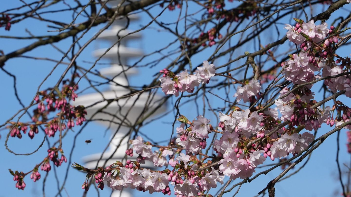 Die ersten Blüten kommen heraus: Der März war in Hamburg und Schleswig-Holstein oft sonnig. Foto: Marcus Brandt/dpa